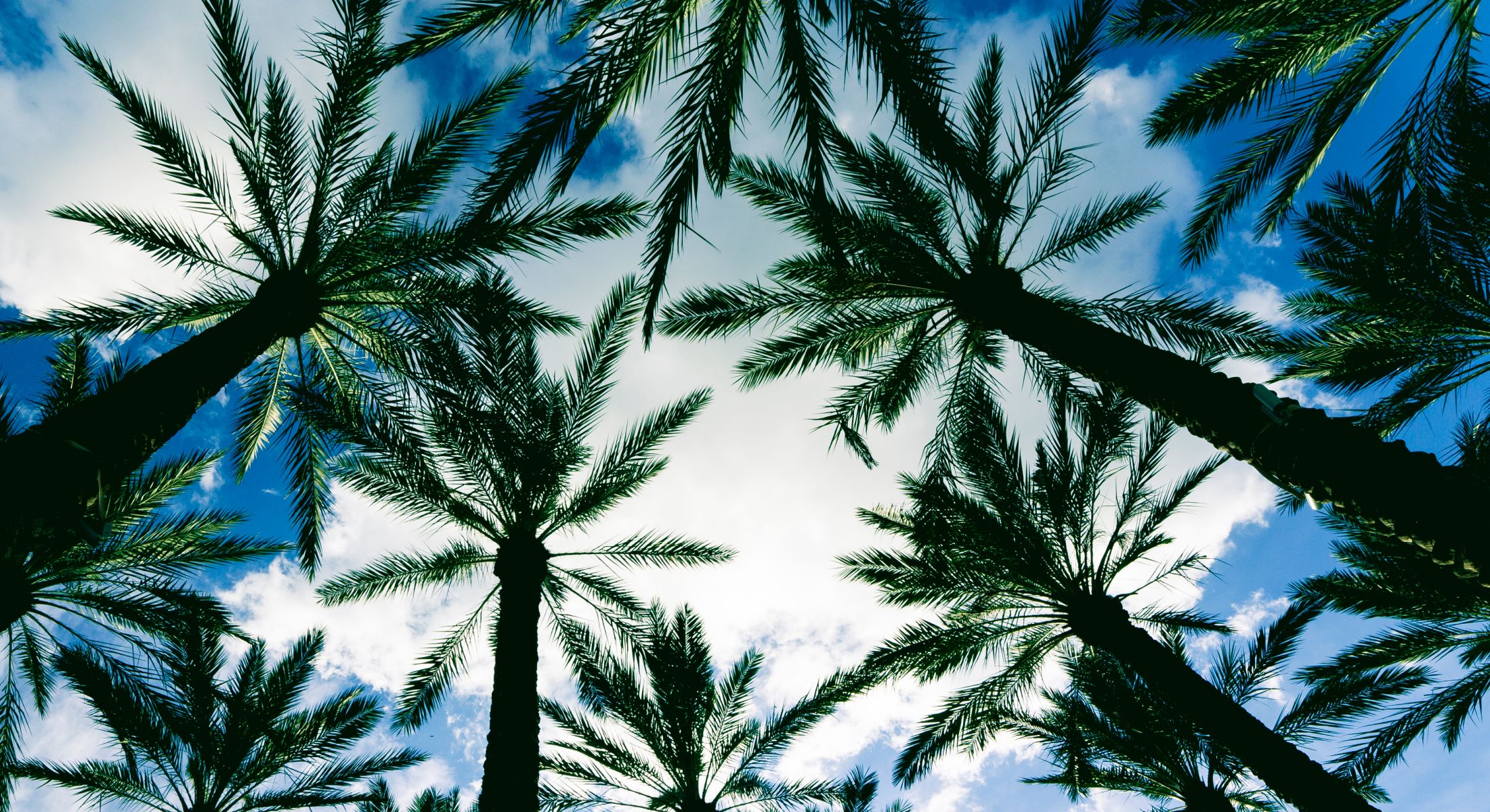 Looking up at palm trees against blue sky